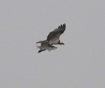 Osprey (Pandion haliaetus)
