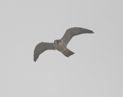 Peregrine Falcon (Falco peregrinus)