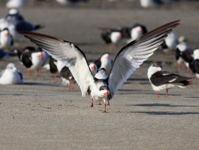 Black Skimmer (Rynchops niger)