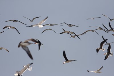 Black Skimmer (Rynchops niger)