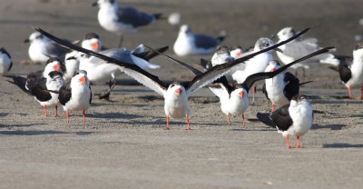 Black Skimmer (Rynchops niger)