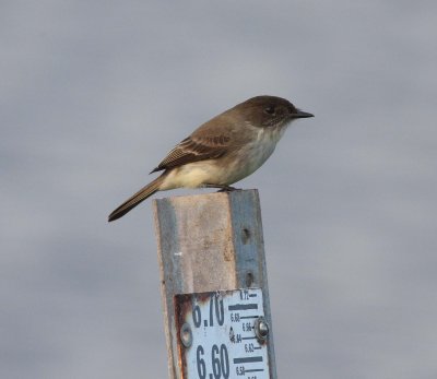 Eastern Phoebe (Sayornis phoebe)