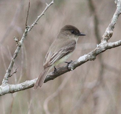 Eastern Phoebe (Sayornis phoebe)