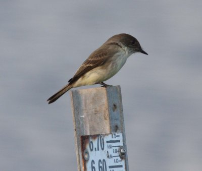 Eastern Phoebe (Sayornis phoebe)