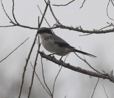 Loggerhead Shrike (Lanius ludovicianus)