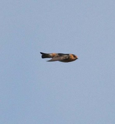 Cave Swallow (Petrochelidon fulva)