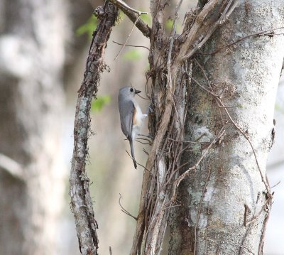 tufted_titmouse