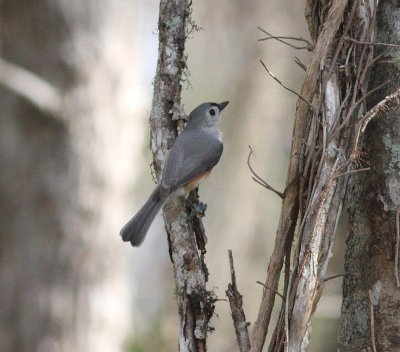 Tufted Titmouse (Baeolophus bicolor)
