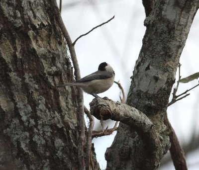 carolina_chickadee