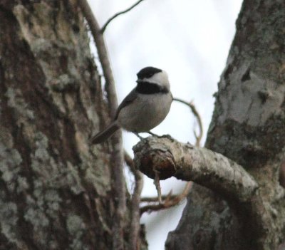 Carolina chickadee (Poecile carolinensis)