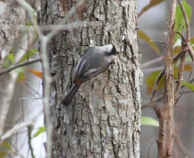 Carolina chickadee (Poecile carolinensis)