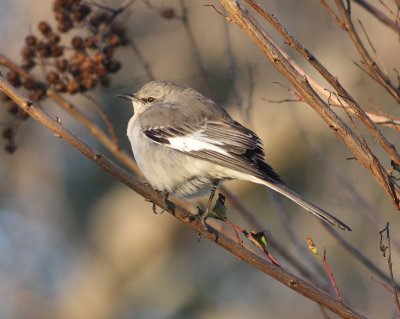Northern Mockingbird (Mimus polyglottos)