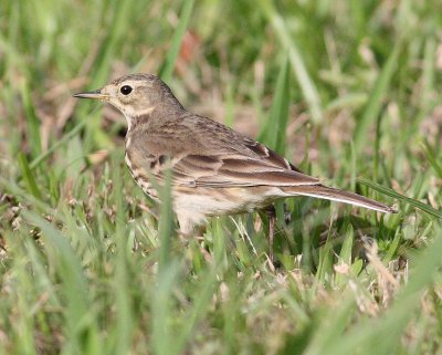 Buff-bellied Pipit (Anthus rubescens)