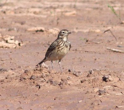 Buff-bellied Pipit (Anthus rubescens)