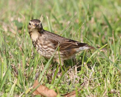 Buff-bellied Pipit (Anthus rubescens)