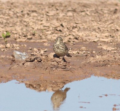 Buff-bellied Pipit (Anthus rubescens)
