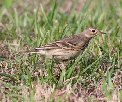 Buff-bellied Pipit (Anthus rubescens)