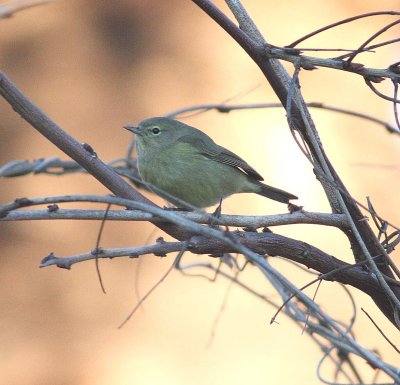orange-crowned_warbler