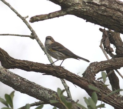 Yellow-rumped Warbler (Dendroica coronata)