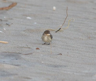 Yellow-rumped Warbler (Dendroica coronata)