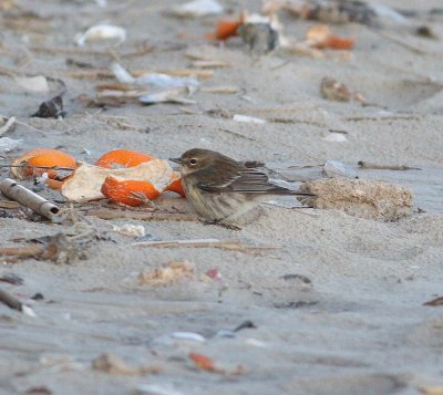 Yellow-rumped Warbler (Dendroica coronata)