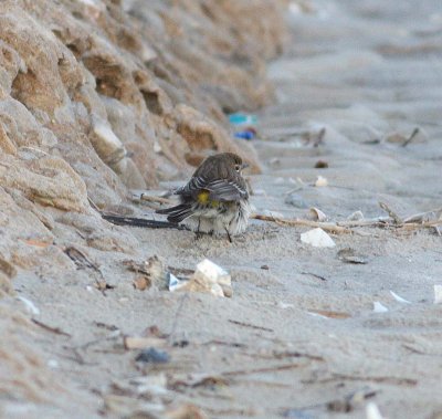 Yellow-rumped Warbler (Dendroica coronata)