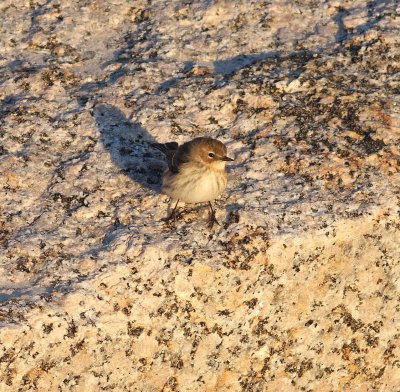 Yellow-rumped Warbler (Dendroica coronata)