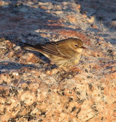 Yellow-rumped Warbler (Dendroica coronata)