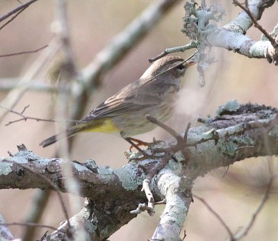 Palm warbler (Dendroica palmarum)