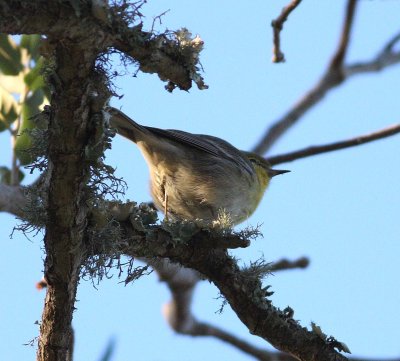 Pine warbler (Dendroica pinus)