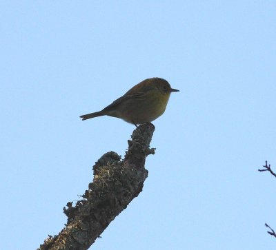 Pine warbler (Dendroica pinus)