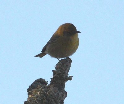 Pine warbler (Dendroica pinus)