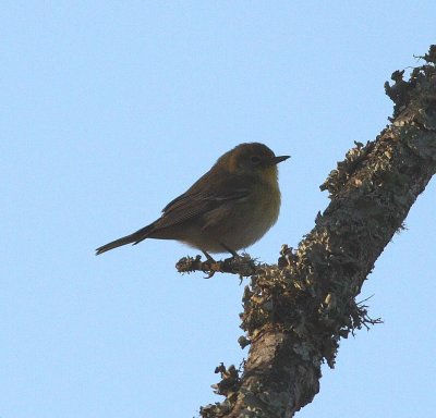 Pine warbler (Dendroica pinus)