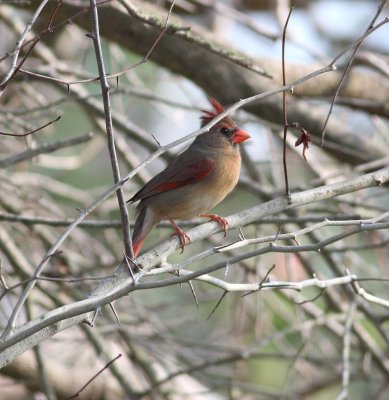 Northern cardinal (Cardinalis cardinalis)