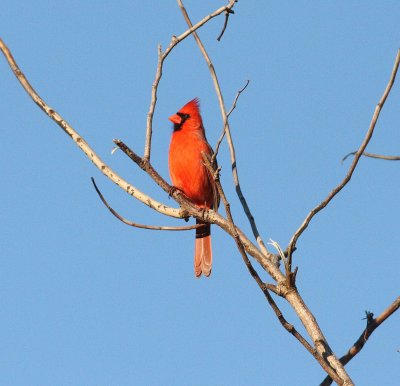 Northern cardinal (Cardinalis cardinalis)