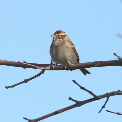 Chipping Sparrow (Spizella passerina)
