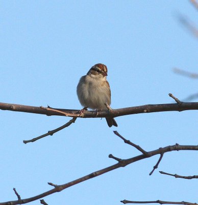 Chipping Sparrow (Spizella passerina)