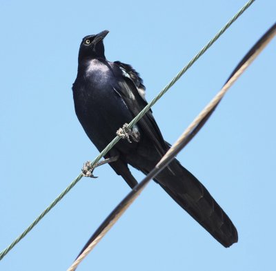 great_tailed_grackle