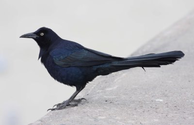Great-tailed Grackle (Quiscalus mexicanus)