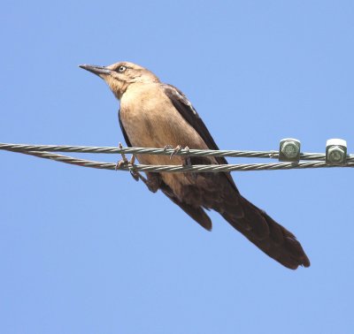 Great-tailed Grackle (Quiscalus mexicanus)