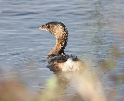 pied-billed-grebe-9.1.09.jpg