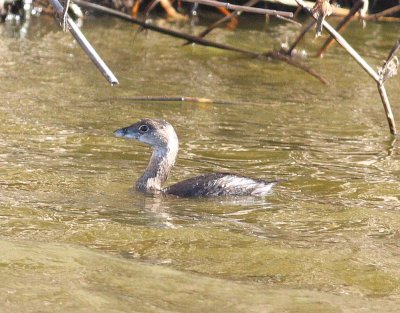 pied-billed-grebe-ii-7.1.09.jpg