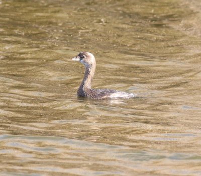 pied-billed-grebe-iii-7.1.09.jpg