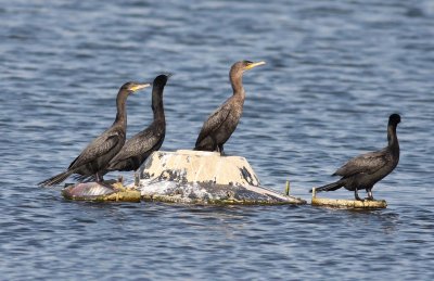 double-crested-cormorants-3.1.09.jpg