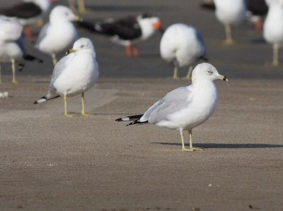 Ring-billed Gull (Larus delawarensis)