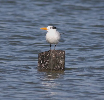 Royal Tern (Sterna maxima)