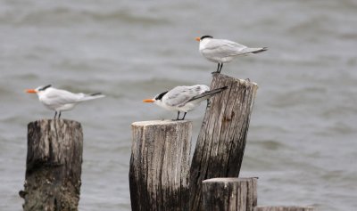 Royal Tern (Sterna maxima)