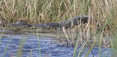 alligator-iii-9.1.09.jpg
