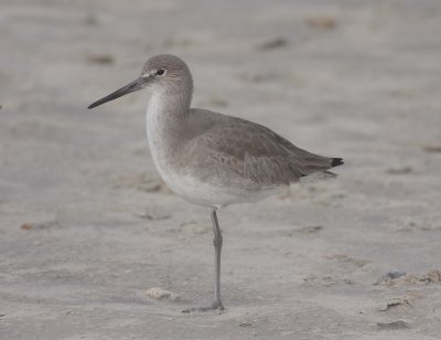 Willet (Catoptrhorus semipalmatus)
