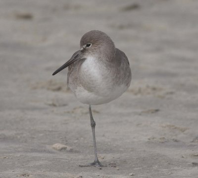 Willet (Catoptrhorus semipalmatus)
